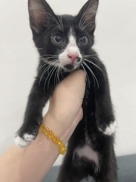 Дарю красивых котят