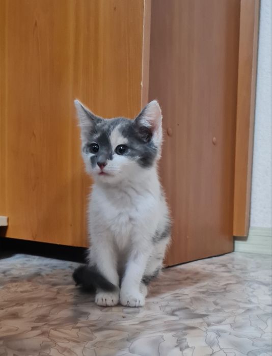 Отдам котёнка девочка