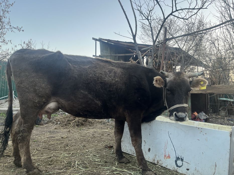 Сиыр бузаумен 4 айлык 3 тума