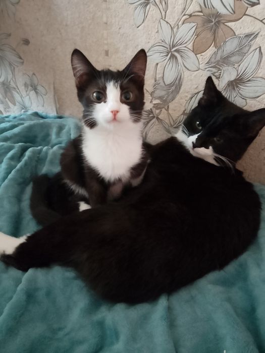 Отдам двух маленьких девочек