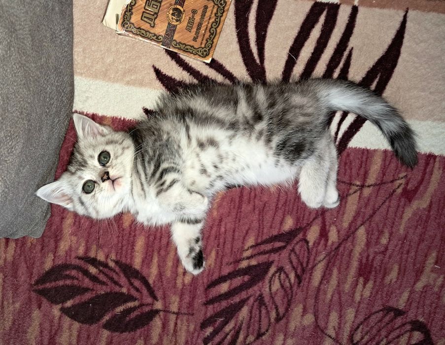 Котёнок. Скоттиш Страйт. Девочка