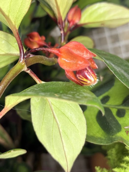 Нематантус (Nematanthus)  или Золотая рыбка