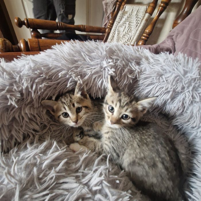 Котёнка в хорошие руки