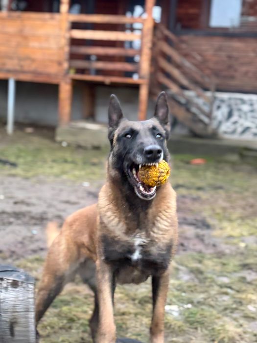Femela ciobănesc belgian Malinois