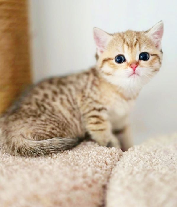 Кошечка шотландская скоттиш страйт.