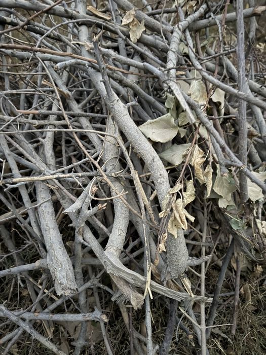 Ўтинлар сотилади ўрик дарахти ва тутдан, продаются сухие дрова