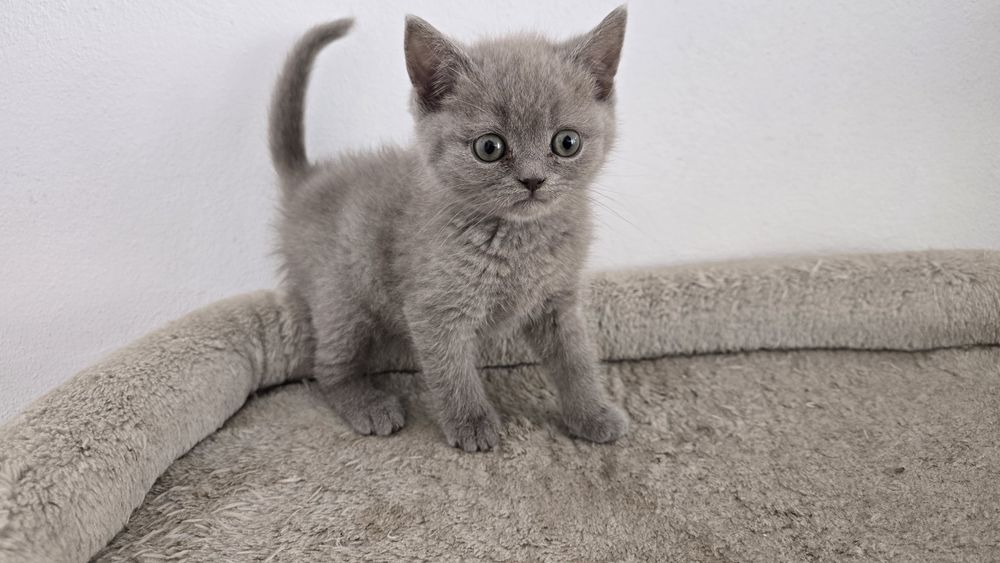 Pisicuțe scotish fold și british shorthaire