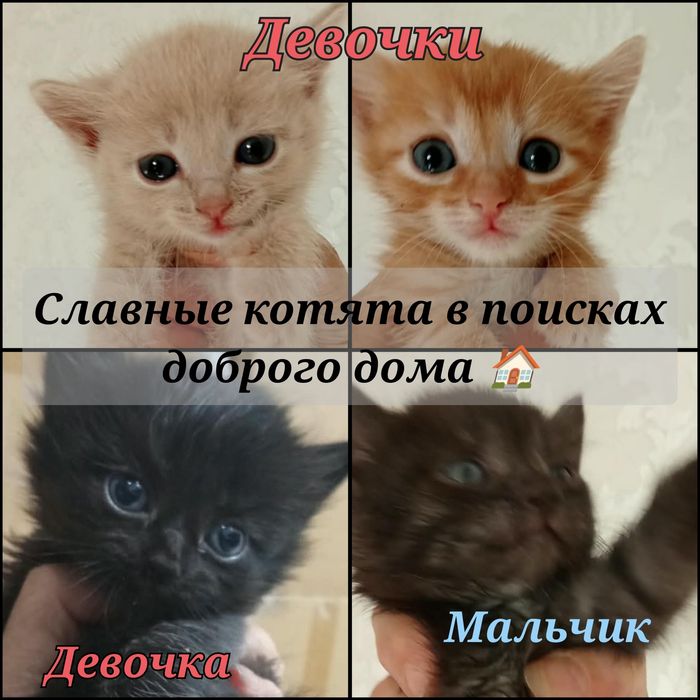 Котята ищут свой дом