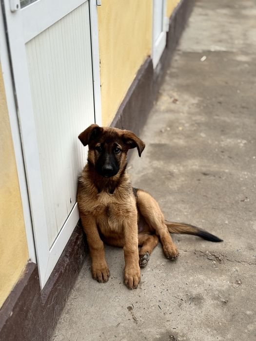 Немецкая овчарка