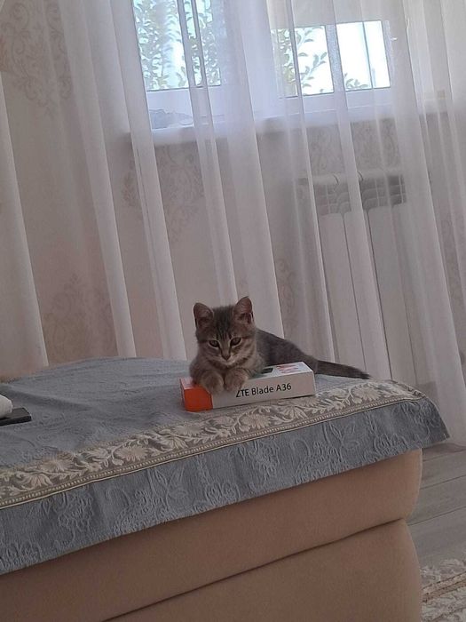 Котёнок серый окрас(  девочка)