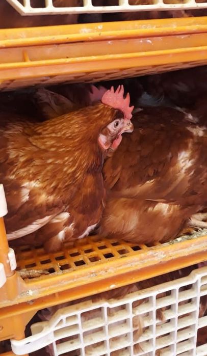 Bună ziua dragi clienți fermă de găini vă ofer înspre vânzare găini