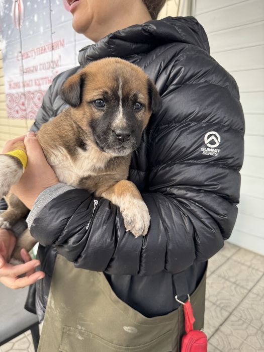 Крошка 1,5 месяца ищет домик