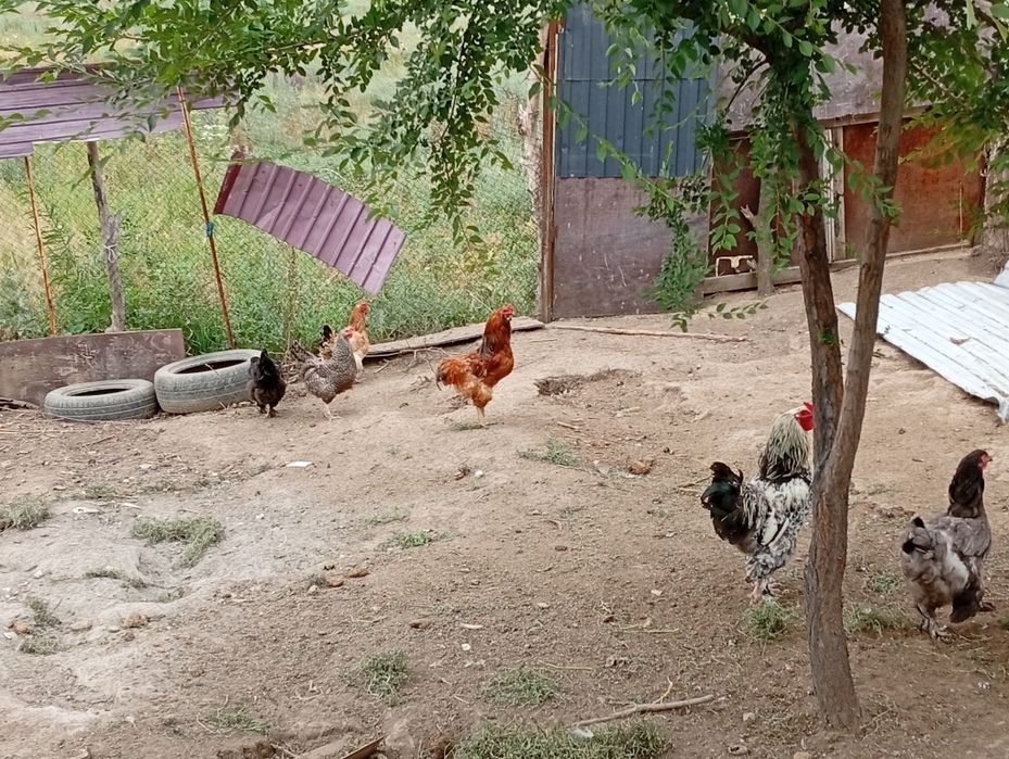 Продам куры и петух