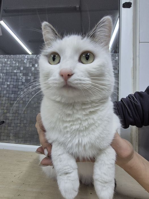 Кошечка срочно ищет дом!