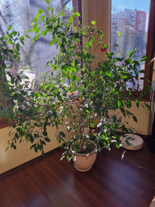 Фикус бенджамин.