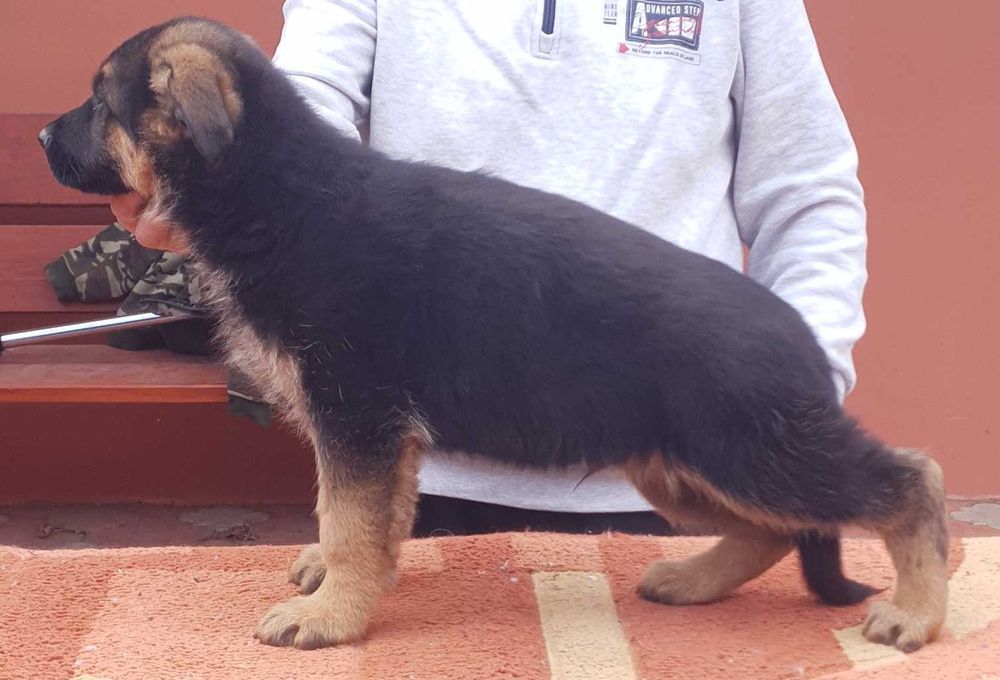 Vand catel Ciobanesc german