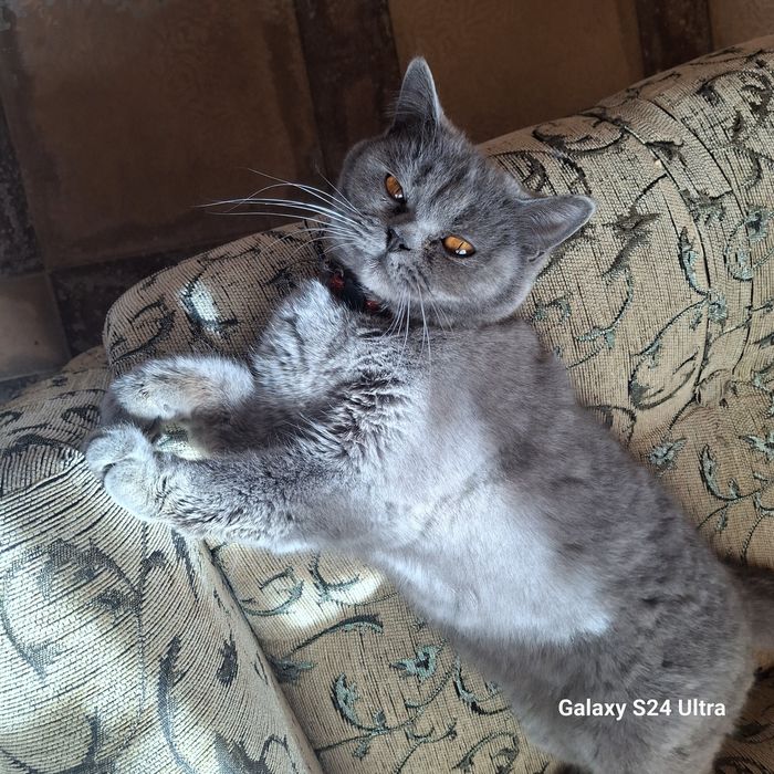 скотиш страйт срочно продам