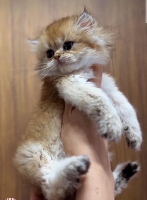 Золотые котята мимимишки