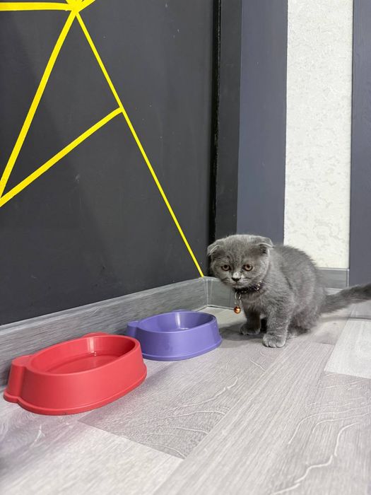 Котенок скоттиш-фолд