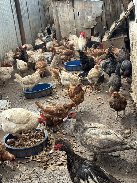 продам кури курицы