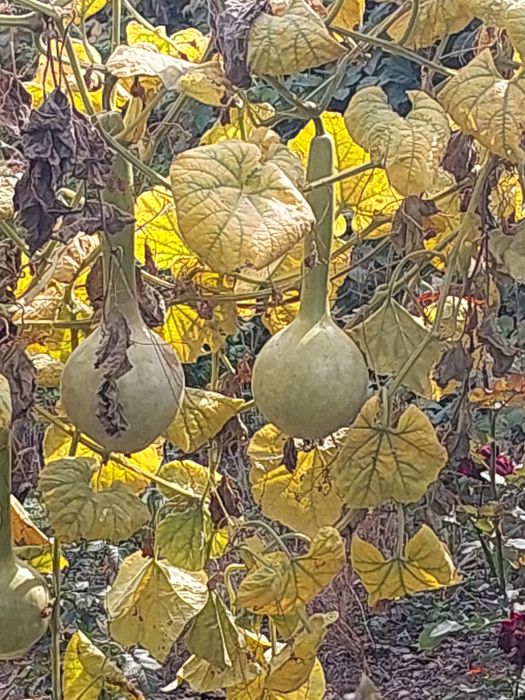 Срочно продам тыквы декоративные