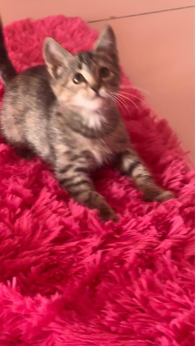 Отдам котенка в добрые руки