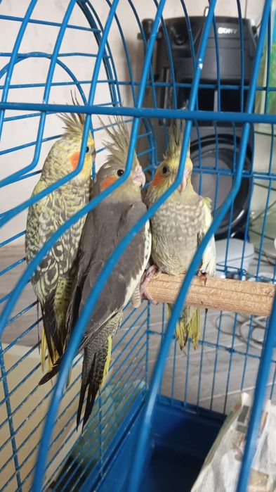 Кореллы попугайчики возрастом  месяц