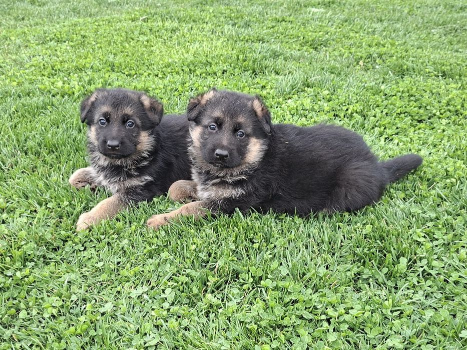 Малки немски овчарки