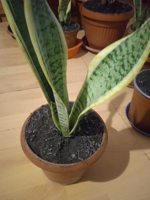 Сансевиера 2 броя