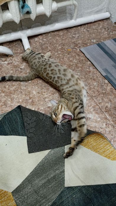 Пропала кошка в районе Хасенки