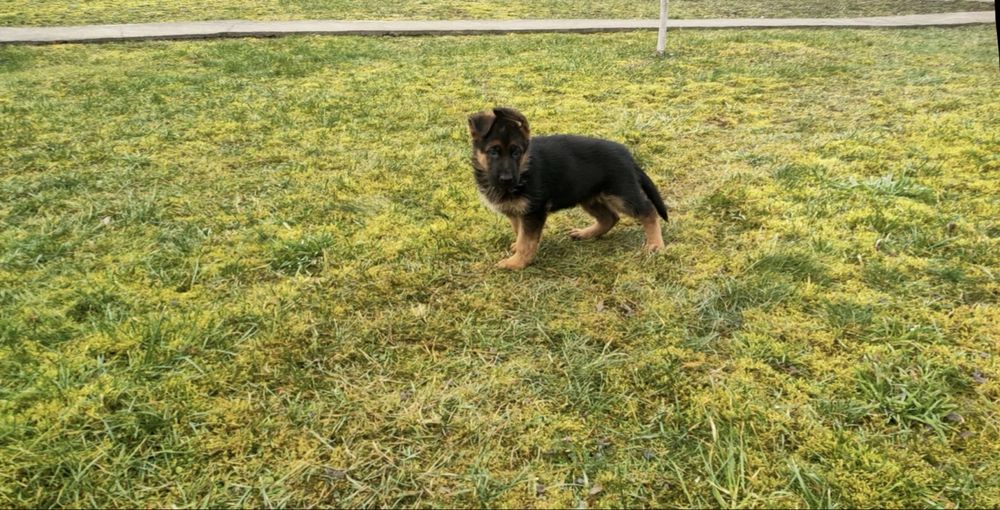 Щенок Немецкой Овчарки