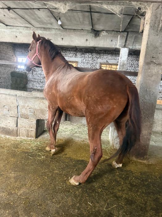 Айгыр сатылады 6 жасар