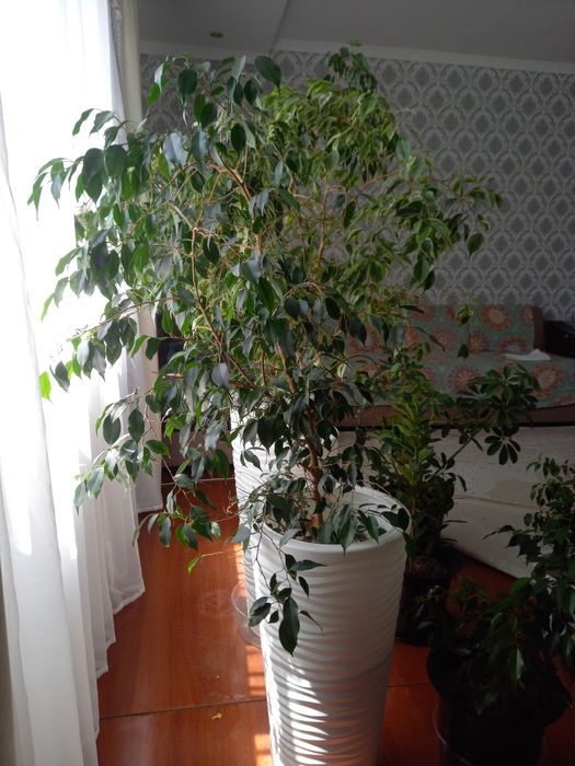 Бөлме гүлдері,уже тал болған