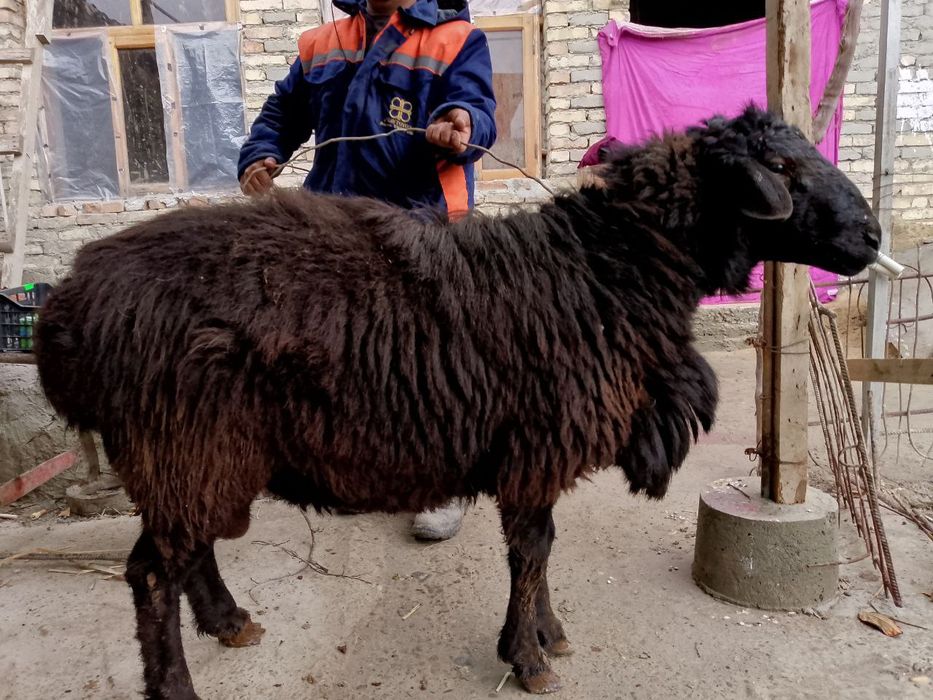 Qora qo'chqor sotiladi