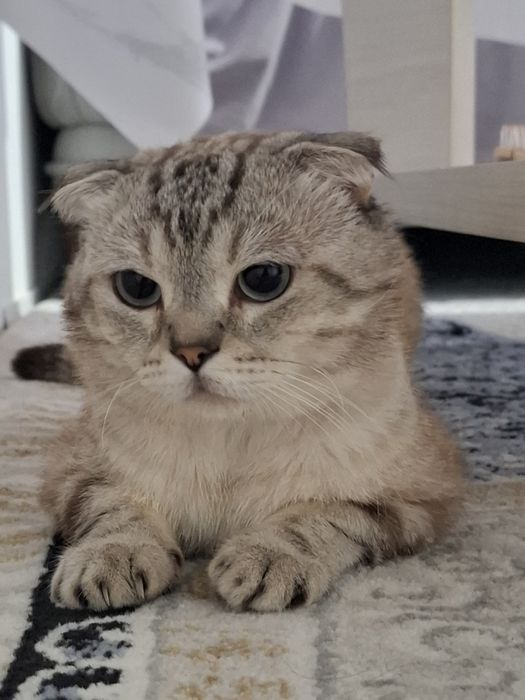 Кошка шотландский