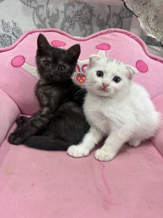 Отдам даром котят мальчики