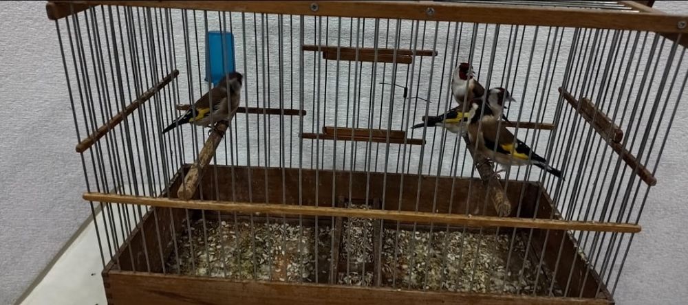 Щеглы чёрный пепельные