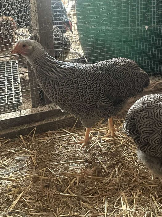 Wyandotte Pitic Argintiu cu benzi  2025