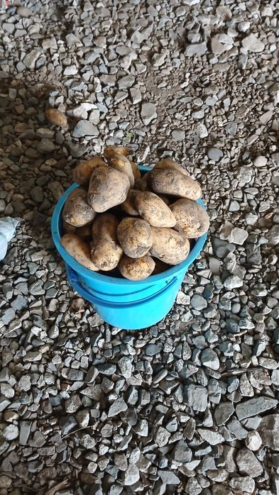 Продам картофель.
