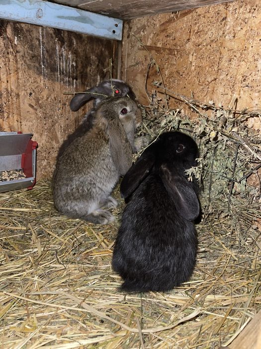 Iepuri berbec german