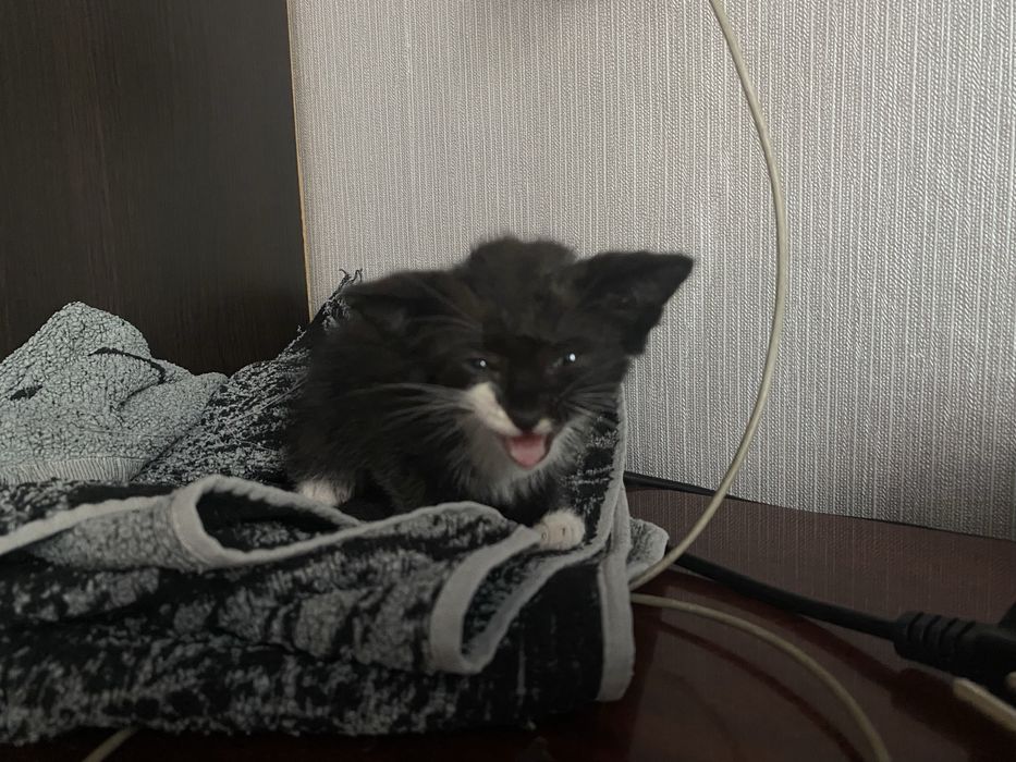 Отдам котенка бесплатно