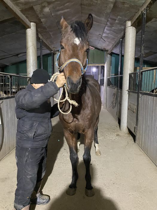Чистокровный жеребец производитель