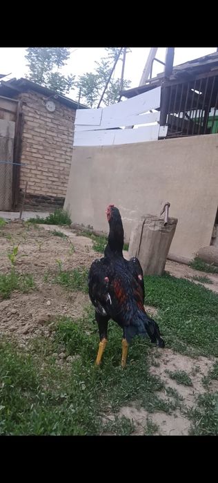 Сентябрьский жужик китайц