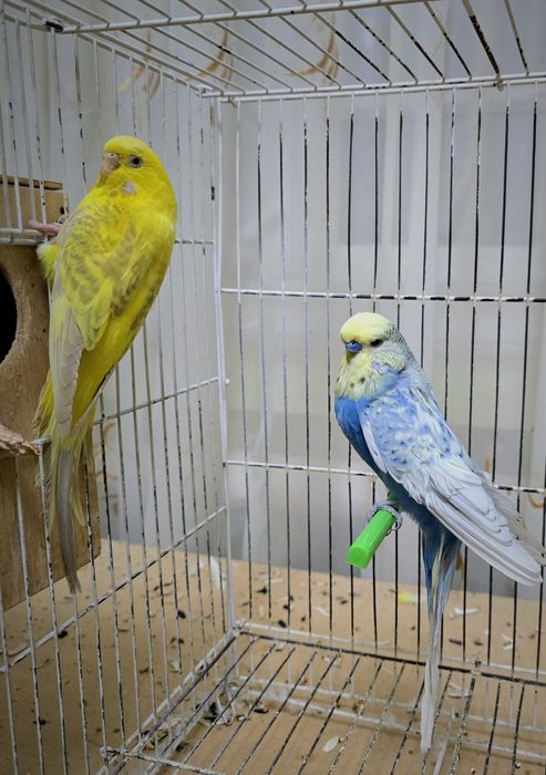 Попугай немец нар мода