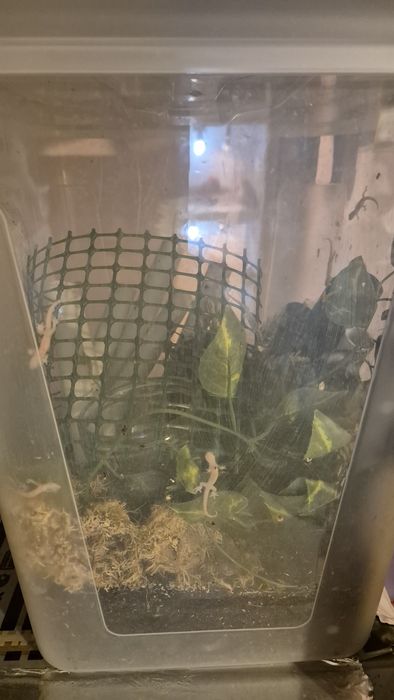 Mourning Gecko ( Lugubris )