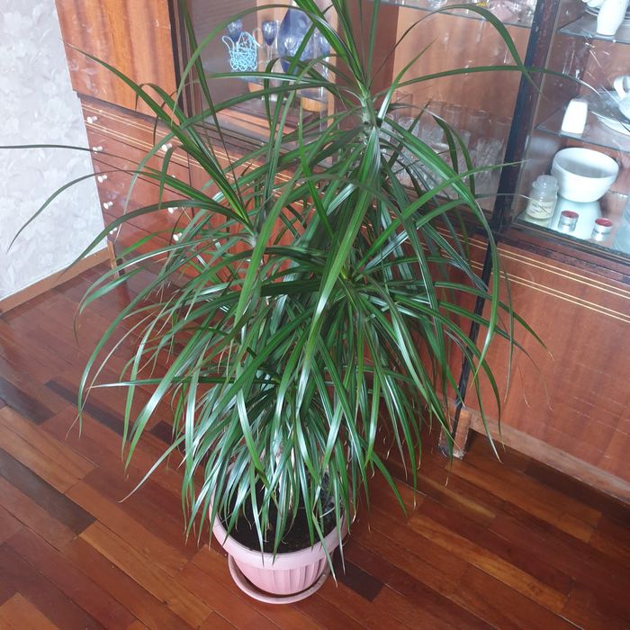 Драцена (пальма)