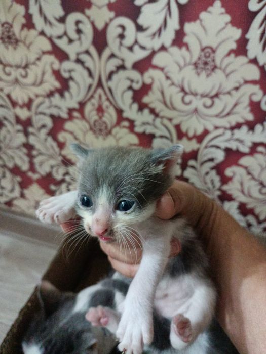 Котята бесплатно