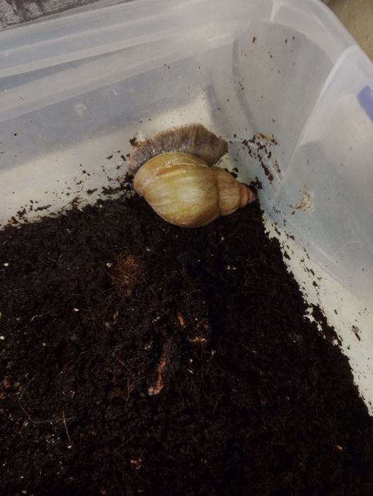 Ulitka sotiladi hammasi birga