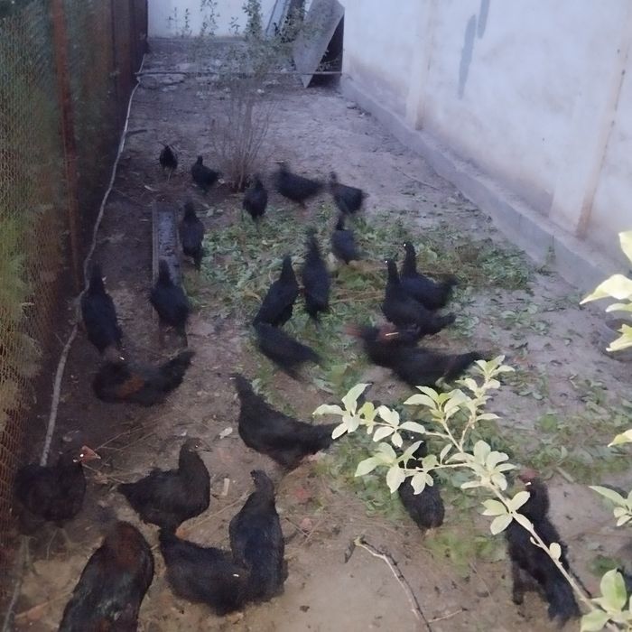 Продается питухи