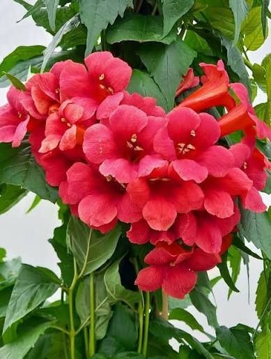 Campsis Radicans(Trompete )La Ghiveci